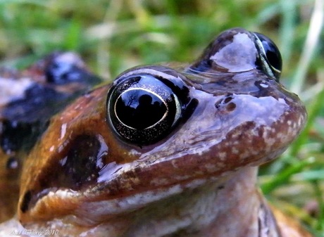 Close up Frog