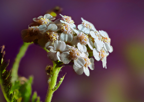Duizendblad - Achillea millefolium_2141