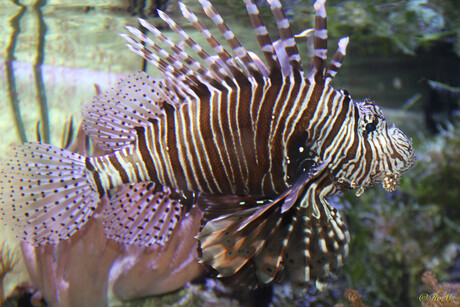 Pterois volitans