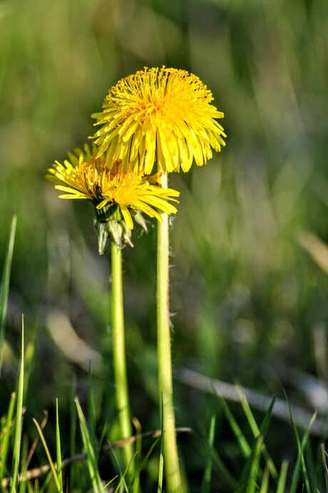 Paardenbloem