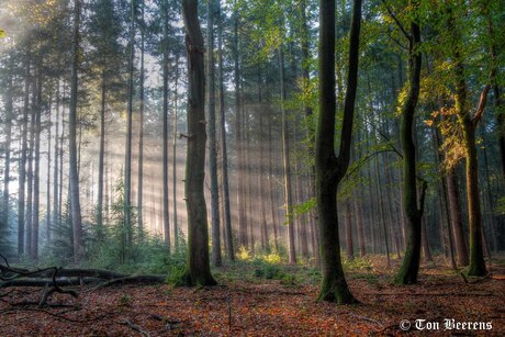 Speulderbos