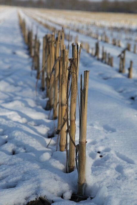 Winter in Nederland 2.jpg