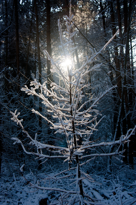 Shining through the snow