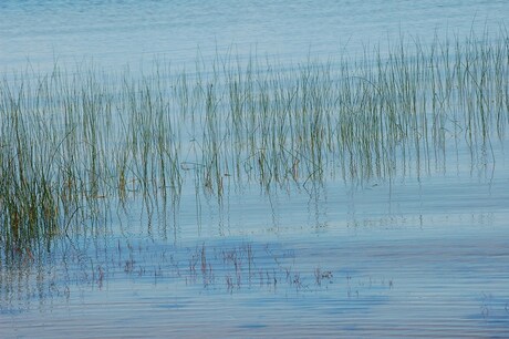 Riet in water