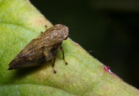 Froghopper