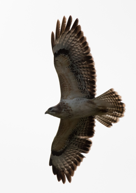 Buizerd