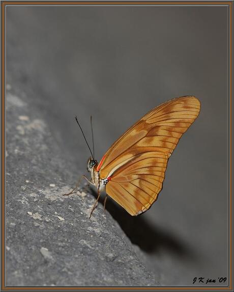 Vlinder(Dryas julia)