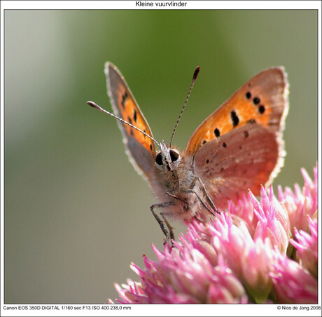 kleine vuurvlinder