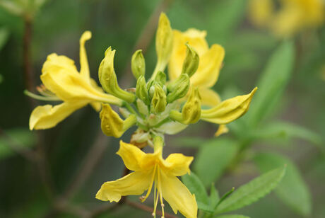 azalea pontica