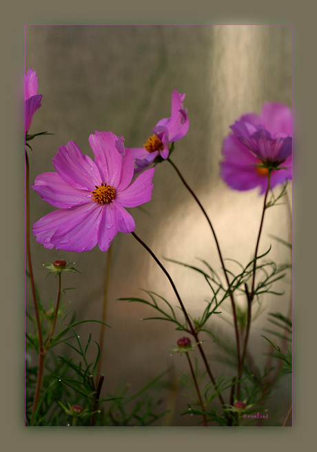 cosmea