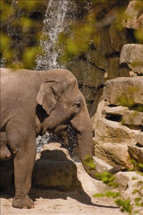 olifant bij waterfall