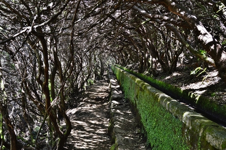 Levada Madeira