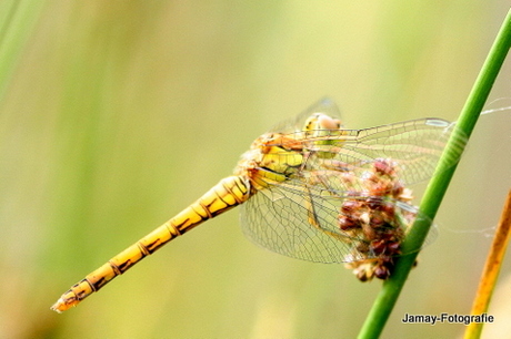 libelle