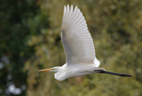 Ardea Alba.