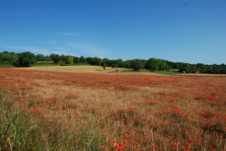 Poppies in de Lot