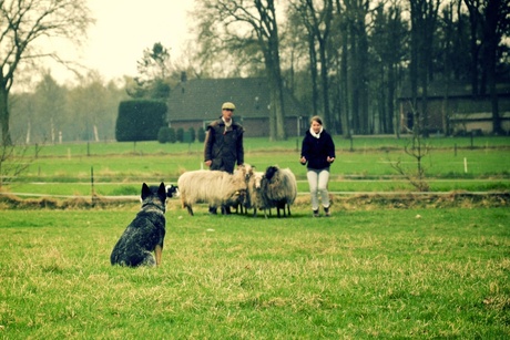 Bella met het Vrouwtje Schapendrijven.