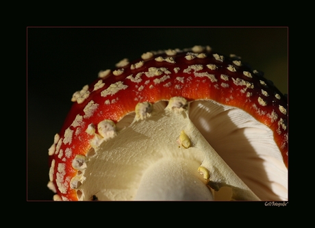 Look into the Paddoo *