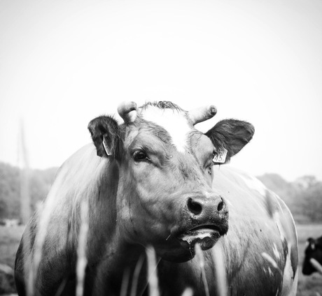 Koe zoekt nog steeds haar kalf..