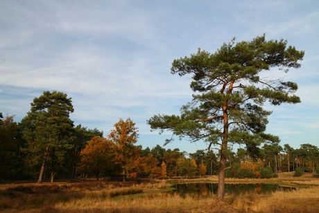 Een landschapje