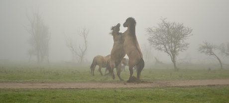 Fighting Horses