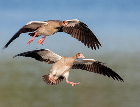 Ready for landing.