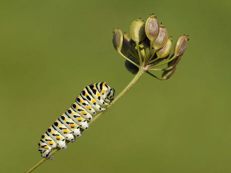 Rups Koninginnepage