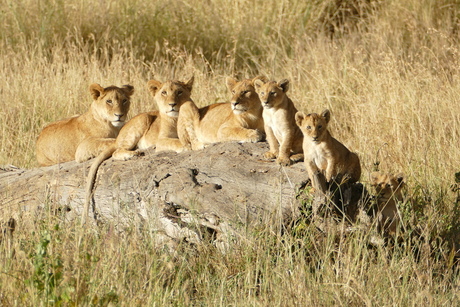 Familieportret in Tanzania