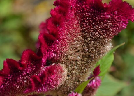 Celosia cristata Bombay Purple