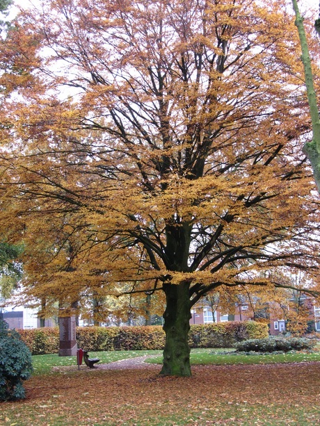 prachtige gekleurde boom