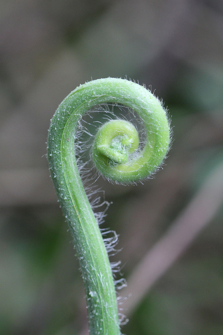 natuurlijke krul