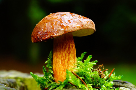 Kastanjeboleet ( Boletus badius )