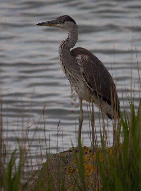 Een reiger op wacht