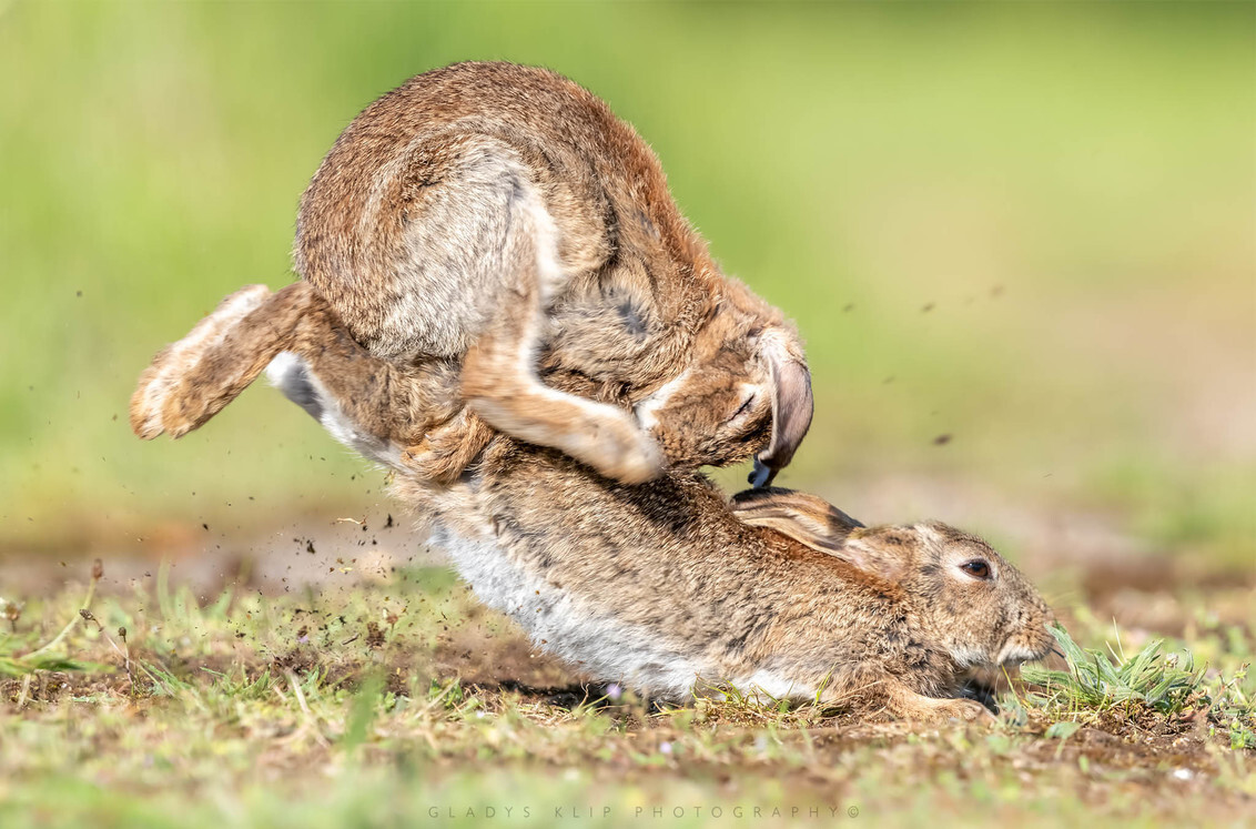 Precies Raar als je kunt Wild konijn.. - foto van gladiola - Dieren - Zoom.nl