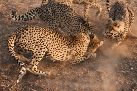 Cheeta Farm Namibie