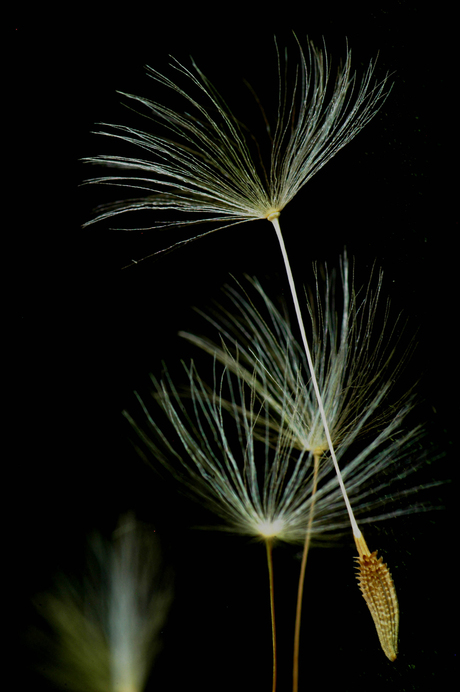 Paardenbloem, serie