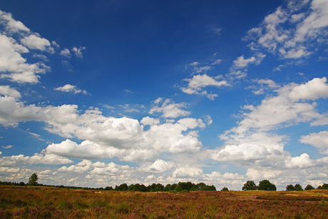 Heideveld bij Exloo (Drenthe)