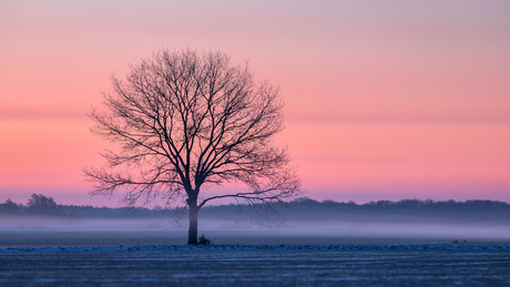 De Punt - lonely tree