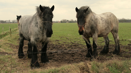 Mooie Knollen