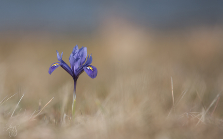 Wilde Iris