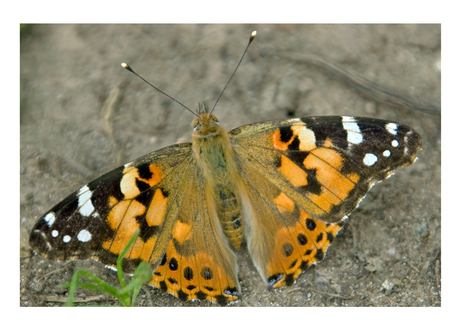 distelvlinder (Vanessa cardui)