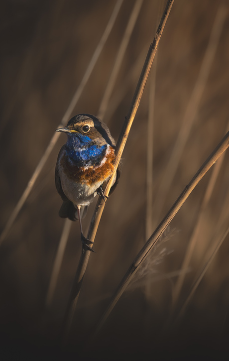 Blauwborst 