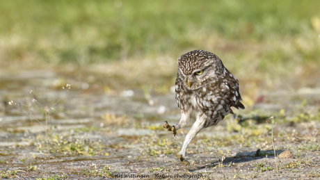 Een vreugdesprongetje...