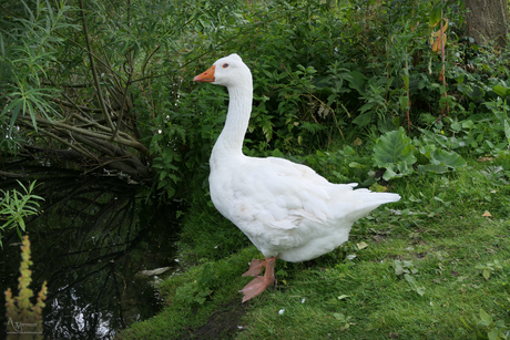 Gans 