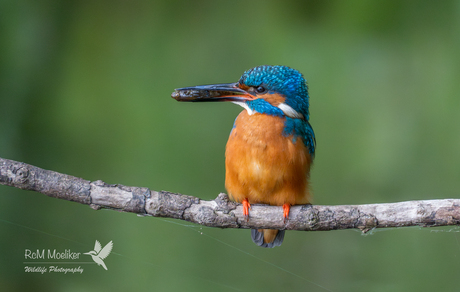 De IJsvogel.