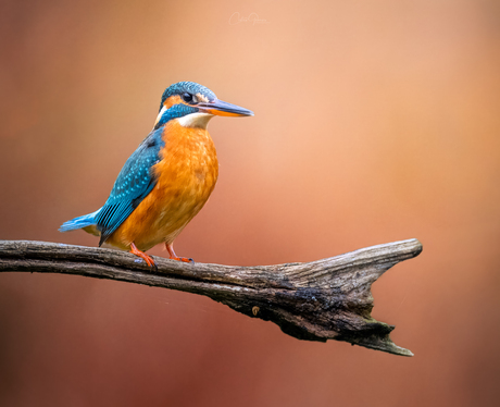 Portret van een ijsvogel 
