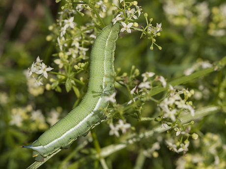 Kolibrievlinderrups.