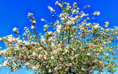 Bloeiende Appelboom