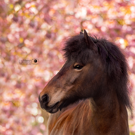 Paard & bloesem