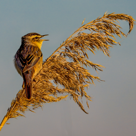 De rietzanger (Acrocephalus schoenobaenus)