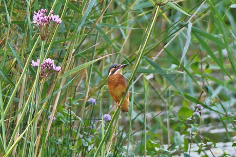 IJsvogel in het riet (2)